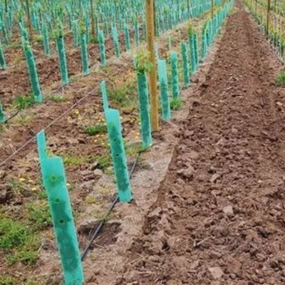 Polipropilen Plastik Ağaç Koruma Corflute Asma Koruyucular Darbe Önleyici