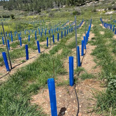 Dayanıklı fide koruma tüpleri arayan bahçıvanlar, peyzaj mimarları ve fidanlıklar için uygun Corflute Ağaç Koruyucu